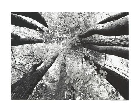 Ananya Black & White Trees Painting